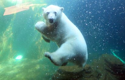 Ein Eisbär unter Wasser